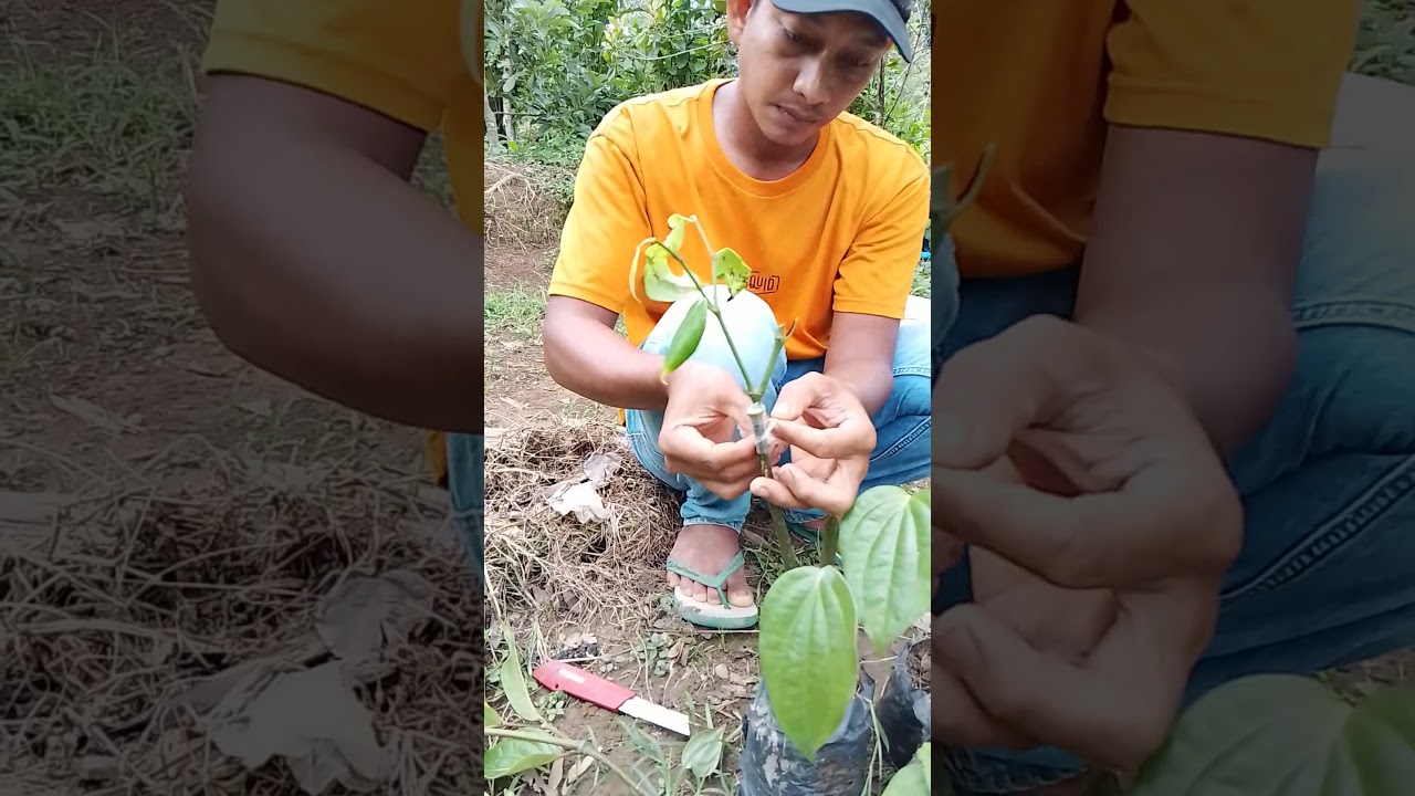 cara sambung merica ke kayau jenis belada‼️