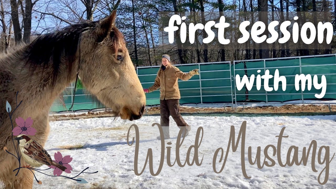 First day with my wild mustang from Devil's Garden! || Mustang name reveal!