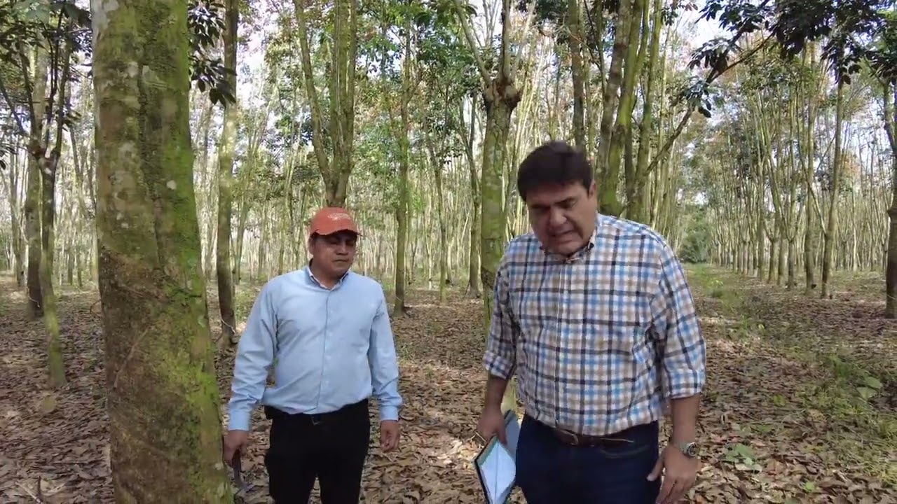 Proceso de Pica de árbol de hule #Agricultura #Hule #Guatemala