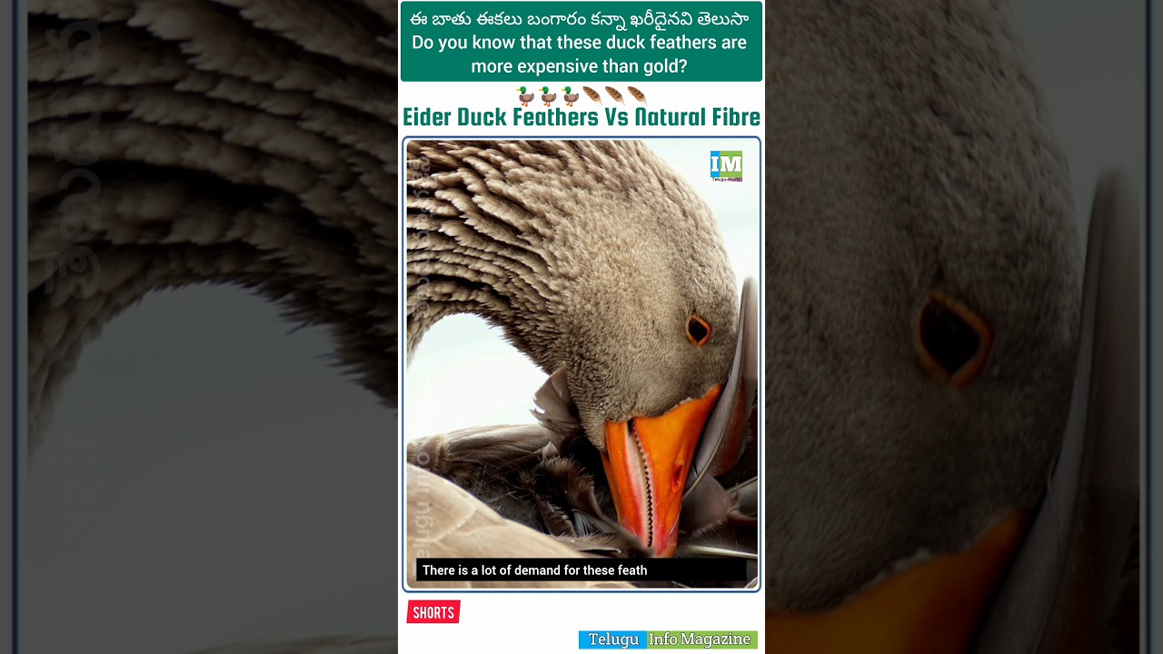 Eider Polar Duck the world most expensive feathers|బంగారం కన్నా ఖరీదైన బాతు ఈకలు|TeluguInfoMagazine