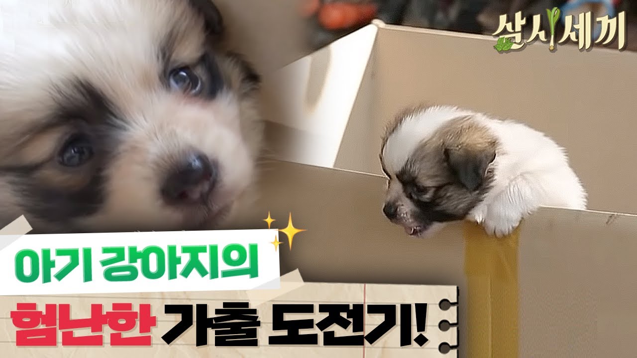 [#삼시세끼정선편] 사춘기 강아지 사피가 가출을 결심한 이유는?