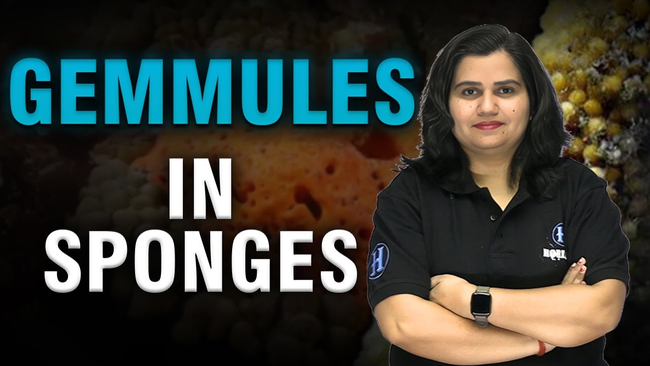 Gemmules in Sponges || Biology || Shraddha Srivastava