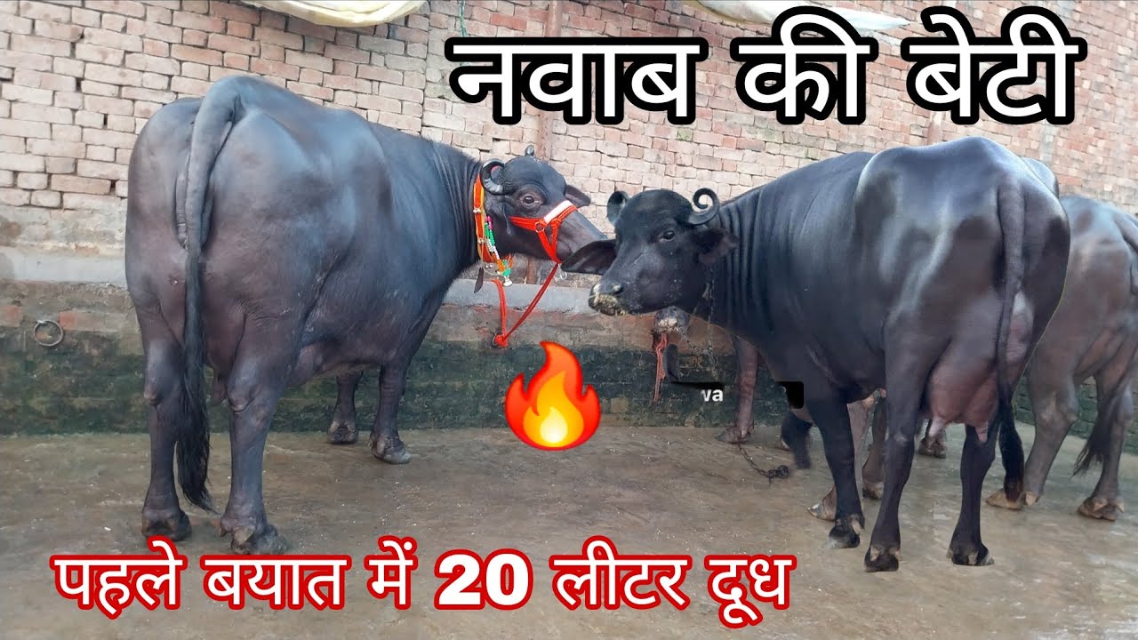 नवाब की बेटी 🔥पहले बयात में 20 लीटर दूध दो दांत की झोटी हिंदुस्तान के इतिहास में सबसे ज्यादा चैंपियन