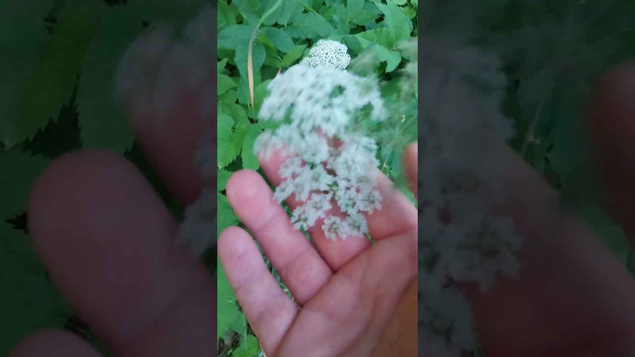 Doldenbl&uuml;tler-Schwielenpilz, Protomyces macrosporus (#parasite #podcast #pilze #giersch #pflanzen)