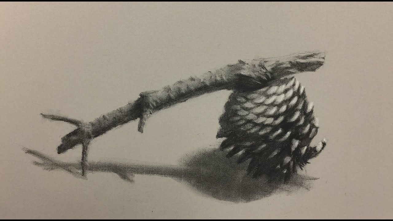 ZIMOU TAN | ART | How to draw, pine cone on toned paper.