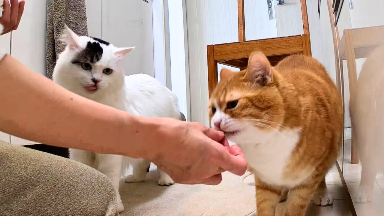 おじゃま虫をどかしたかっただけなのに、結局かわいいうちの猫たち