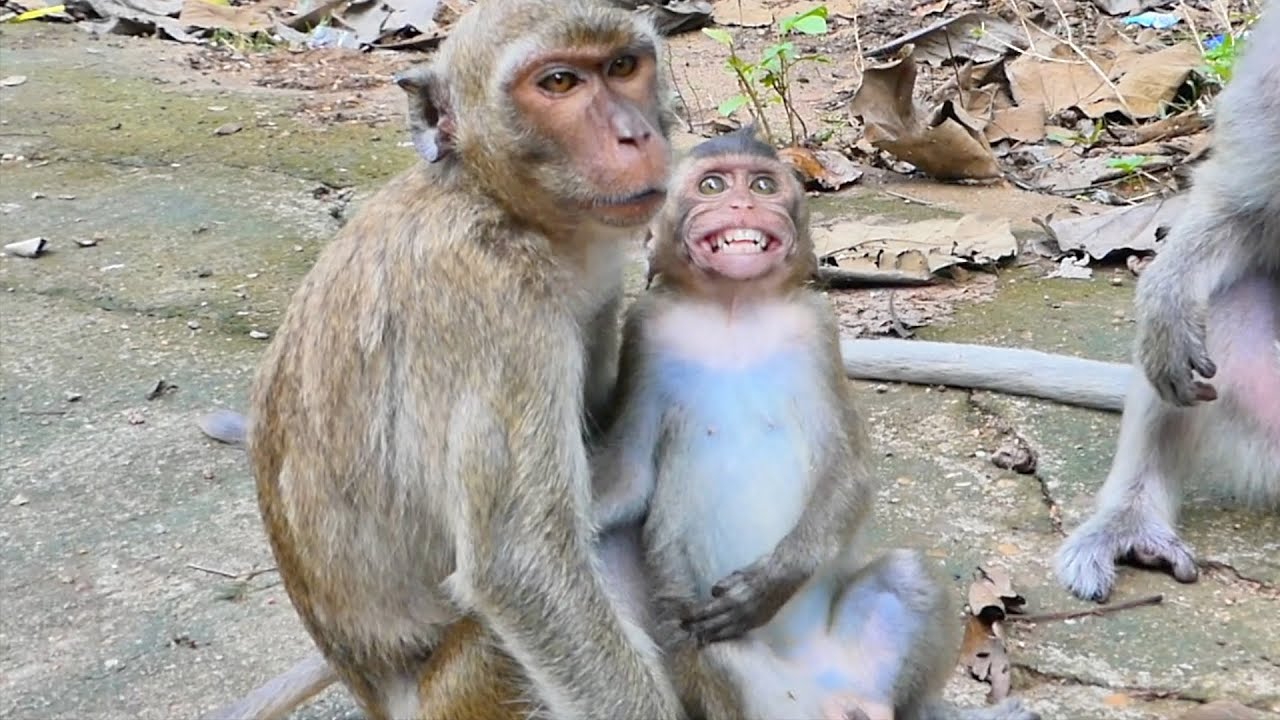 Big Monkey Menda take care little Monkey RAMOS Monkey RAMOS feel sad and run to hug Mama RANY