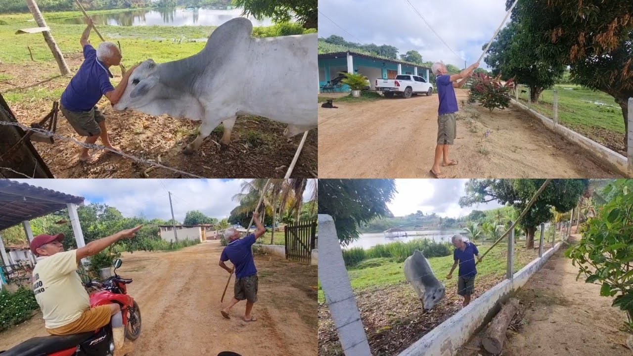 FARTURA AQUI NO SÍTIO LEVANDO MUITAS COISAS PARA MEUS FILHOS EM MACEIÓ 