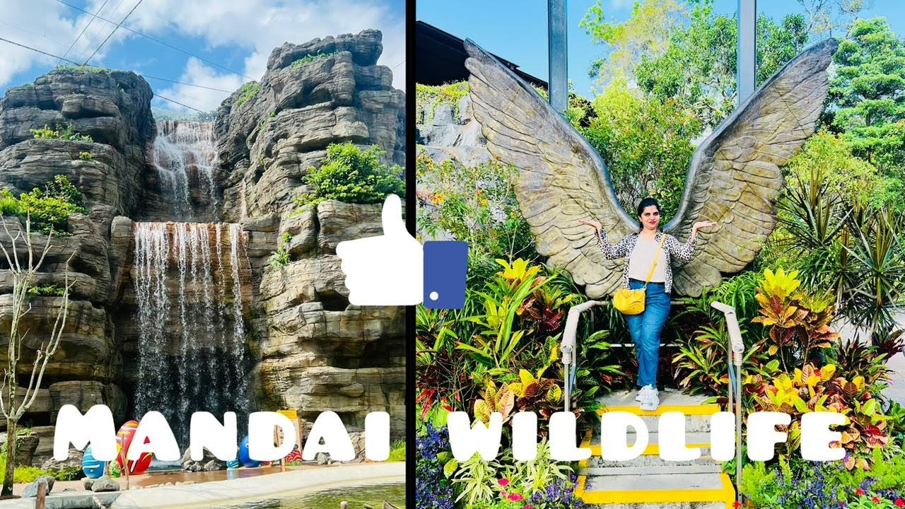 Exploring Mandai Wildlife Reserve 🦧🐊|| Singapore Zoo 🦭🦒|| Bird Paradise 🦩🦢|| Singapore series🇸🇬🌿