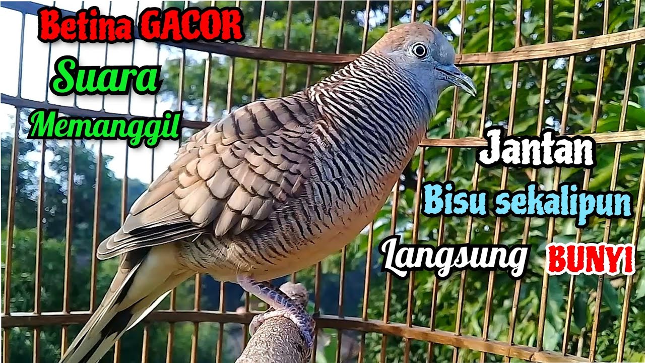 Perkutut BETINA MEMANGGIL JANTAN - JANTAN BISU PASTI NYAUT || The female turtle dove calls the male