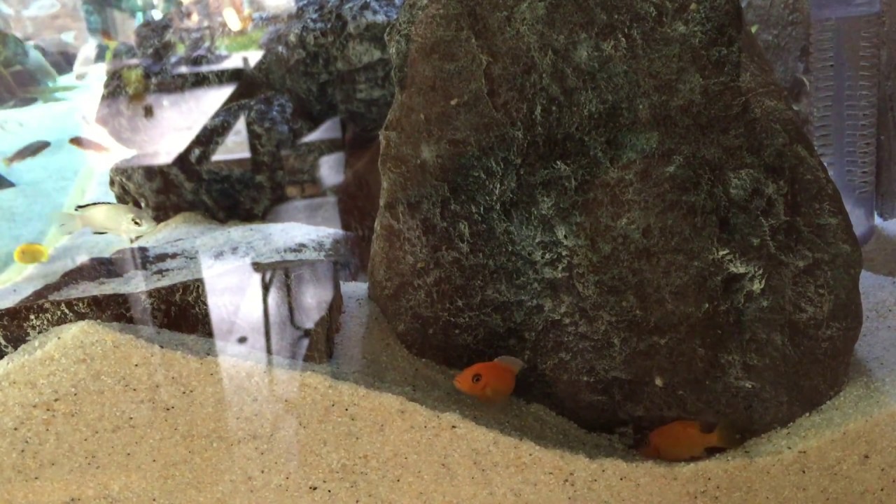 Metriaclima Estherae Super Red Minos Reef - Spawning