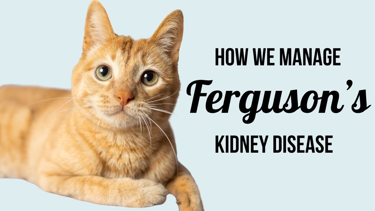 Как мы лечим болезнь почек у Фергюсона (лекарства, мониторинг и многое другое!)
