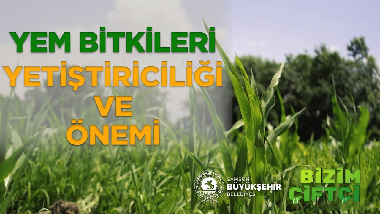 YEM BİTKİLERİ