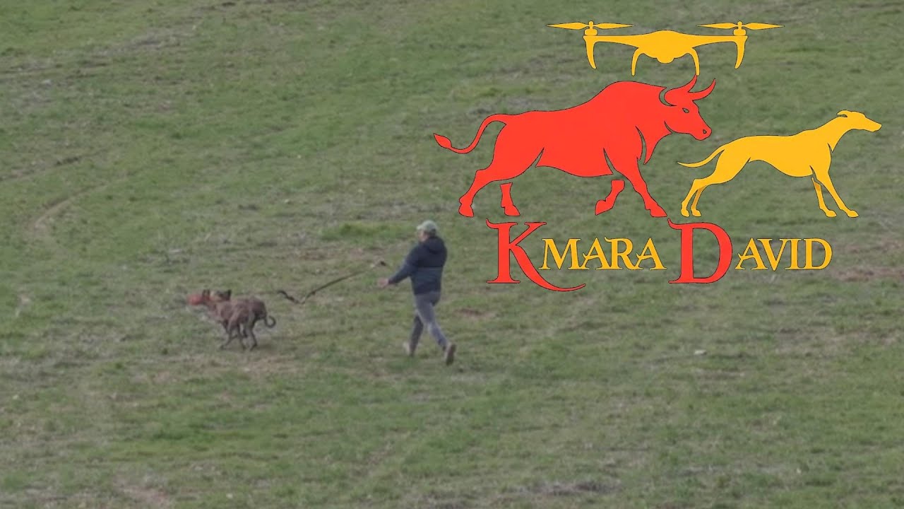 Андалузские борзые в Вега-дель-Эспинар