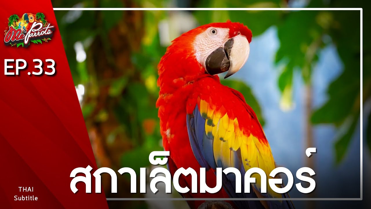 EP33.สการ์เล็ตมาคอว์