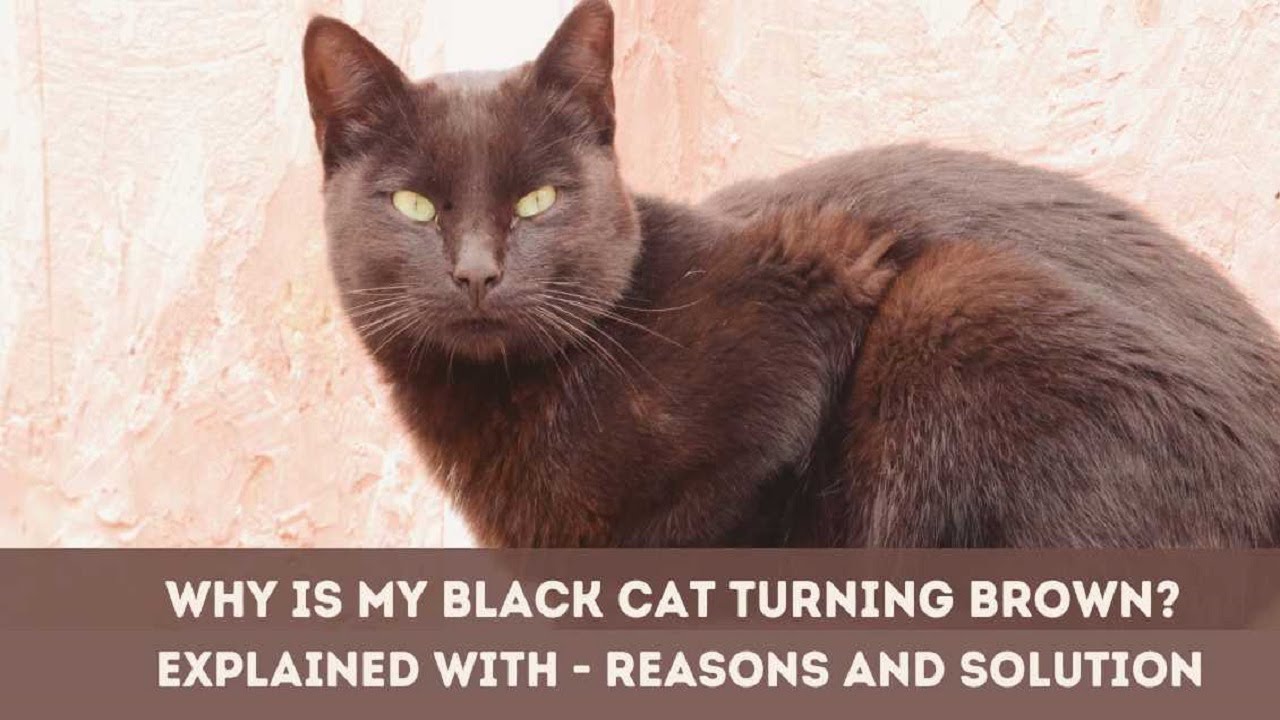 😻 Why Is My Black Cat Turning Brown | Why is my black cat rusting?