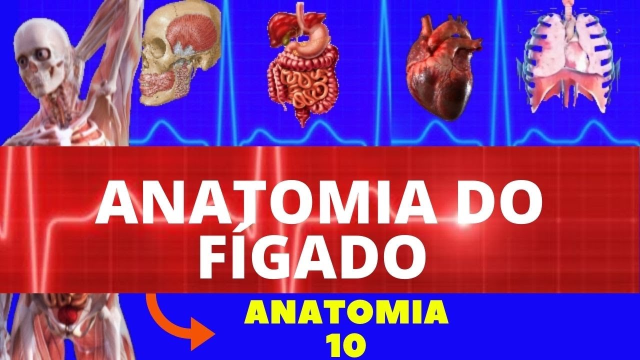 ANATOMIA DO FIGADO (ANATOMIA HUMANA) - SISTEMA DIGESTÓRIO