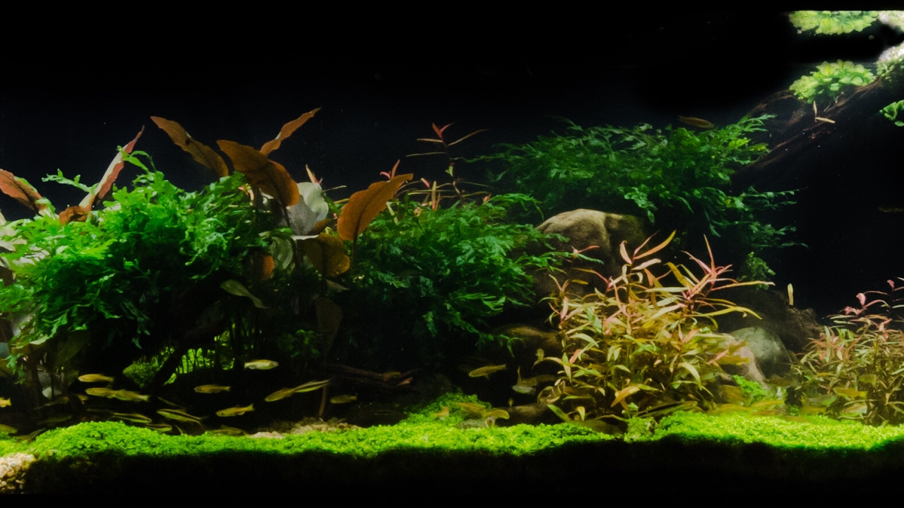 Takashi Amano Tribute Aquascape by James Findley - Pebbles 
