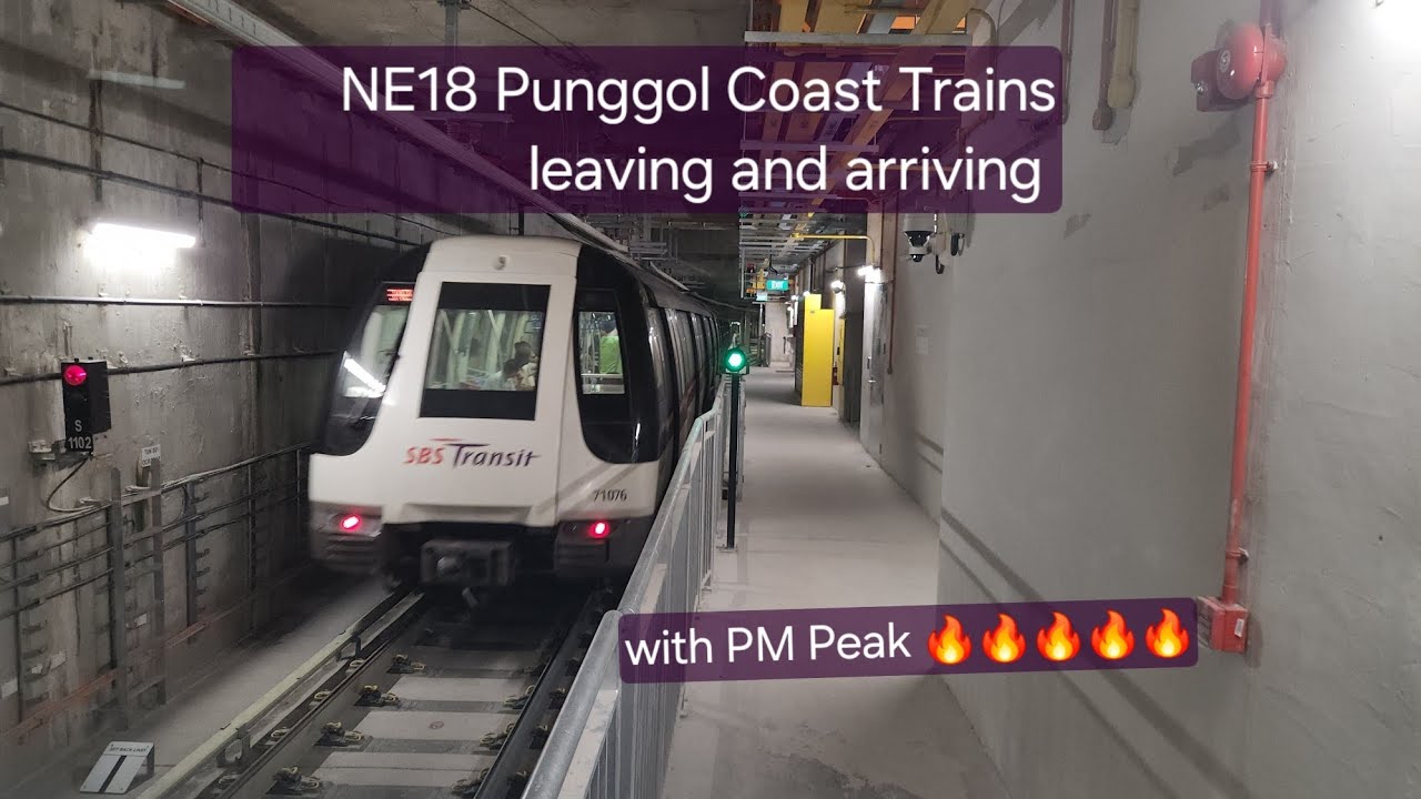 (First day of Station opening/PM Peak)[SBST] NEL Trains (C751C,C851E and etc) at NE18 Punggol Coast