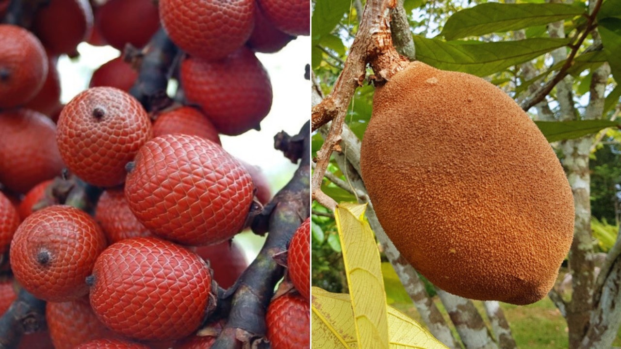 FRUTAS INCRÍVEIS NATIVAS DA AMAZÔNIA QUE IRÃO TE SURPREENDER