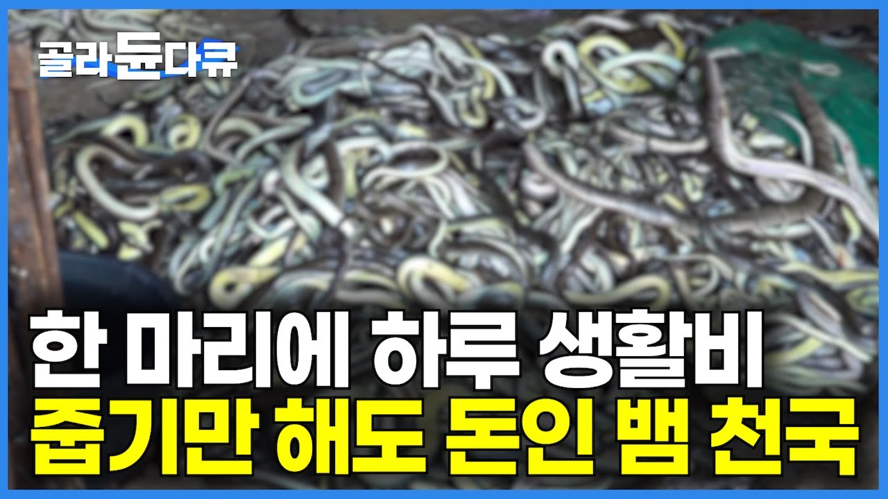 나라 전체가 뱀 서식지? 한 마리만 잡아도 하루 생활비! 줍기만 해도 돈인데 물리면 죽을 수도 있는 뱀 천국, 뱀 사냥꾼｜인도네시아 자바 섬｜피 비린내 뱀공장｜극한직업｜#골라듄다큐