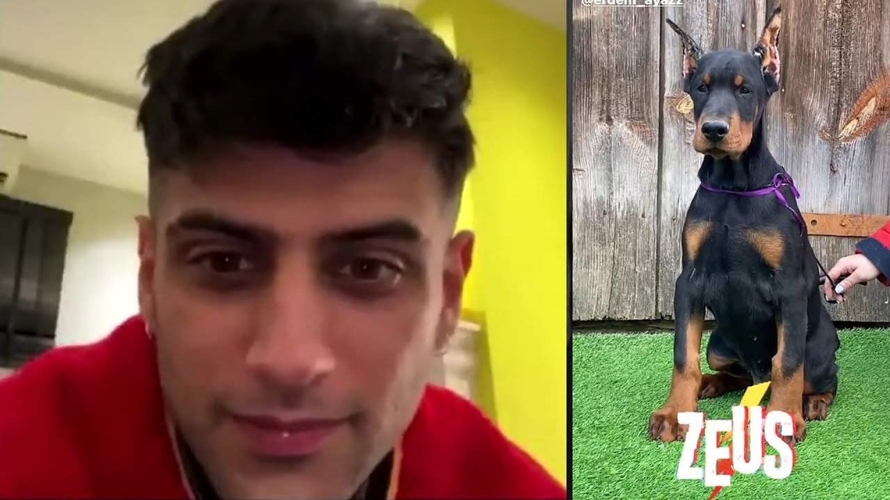 REYNMEN YENİ KÖPEĞİ ZEUS - KÖPEKLER HAKKINDA BİLGİLER