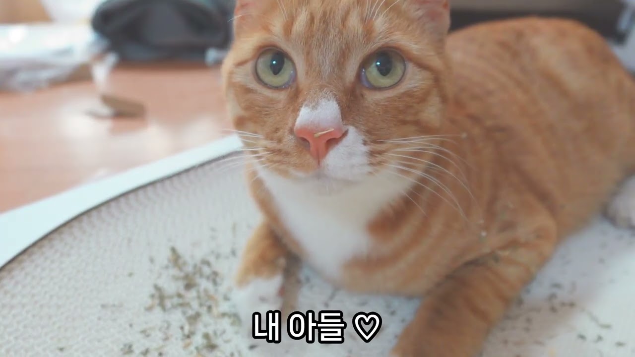 길고양이를 우리 집에 데리고 왔다 😺 / 개냥이 춘식이 😽