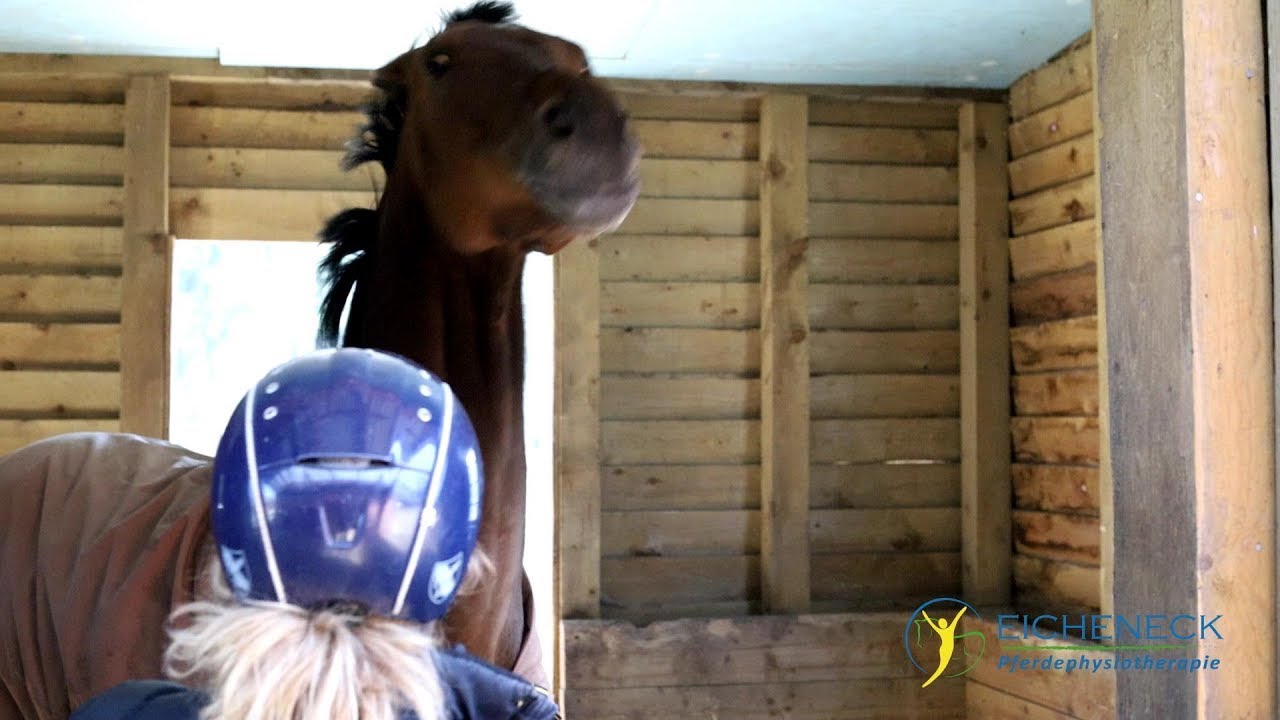 The sad awakening - dressage horse attacks new owner in the box | Horse Training documentary