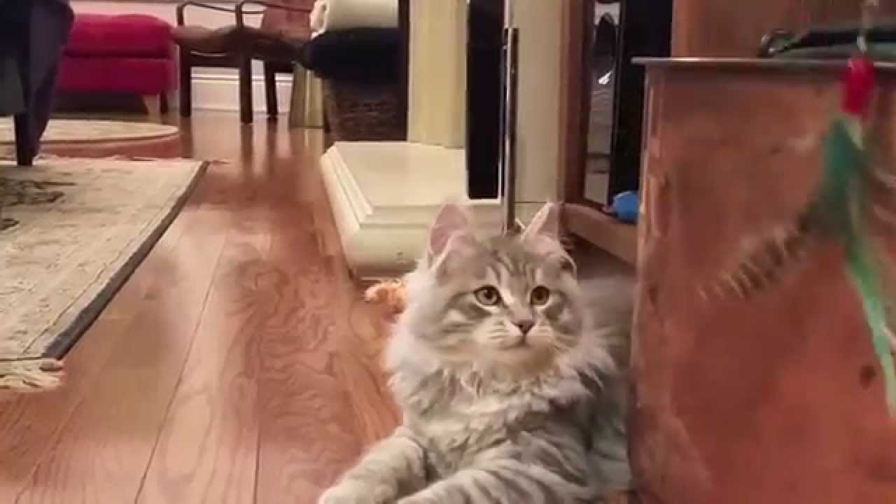 Our new siberian kitten