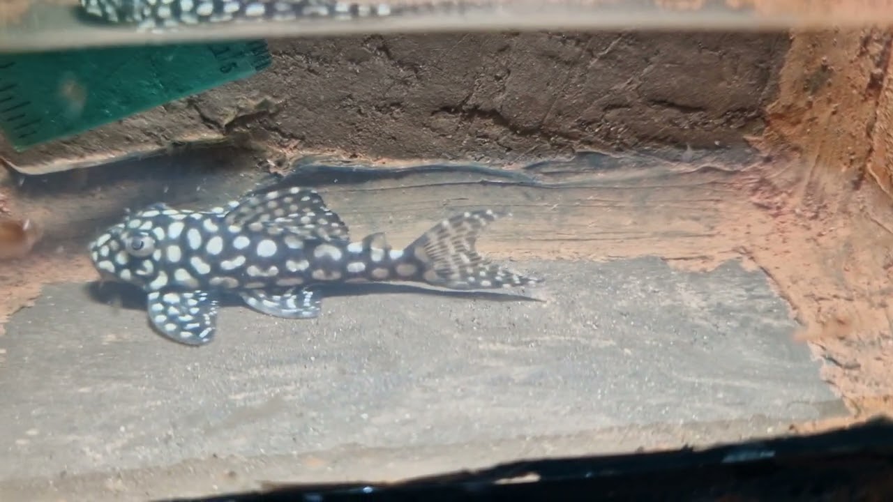 l136 Pleco Welse