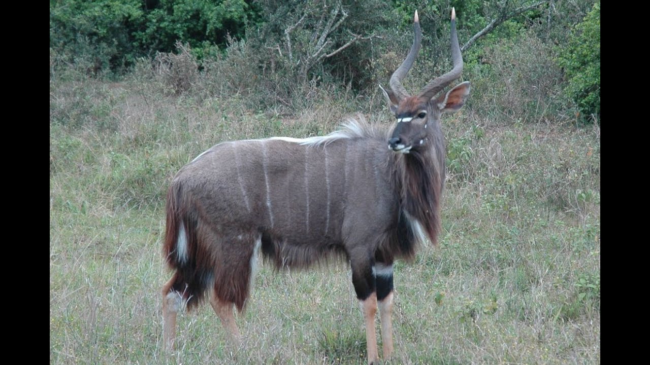SOUTH AFRICA nyala, Kruger national park (hd-video)