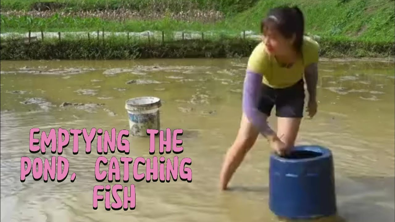 Draining the Field to Catch Fish | Life & Forest