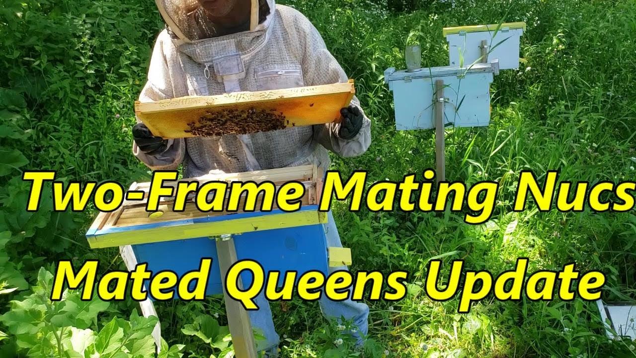 ✅ Two-Frame Nucs Queen Rearing Update