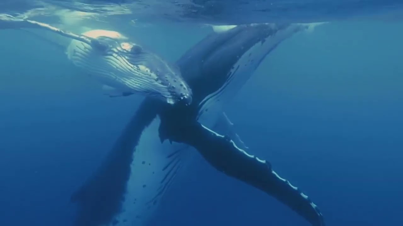 Secrets of the Blue Whale’s Daily Life