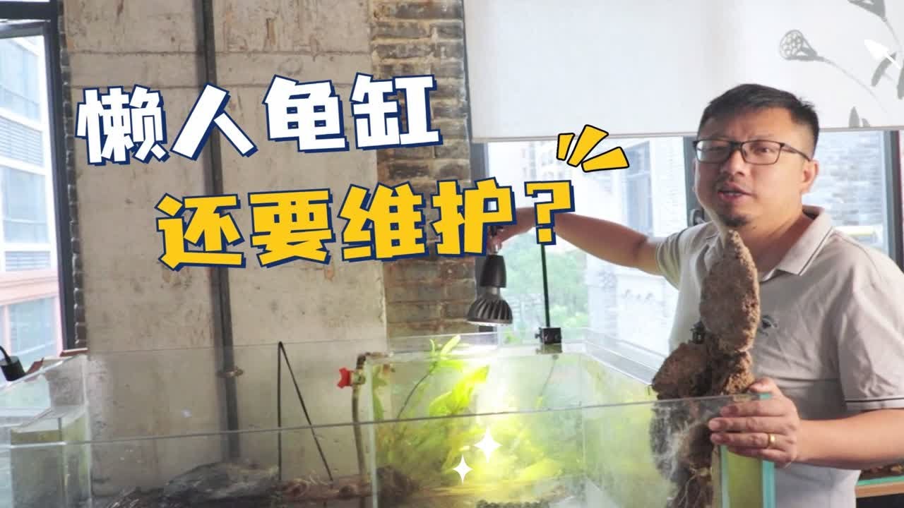 懒人生态龟缸｜一年不换水的乌龟缸，只需维护这两个地方