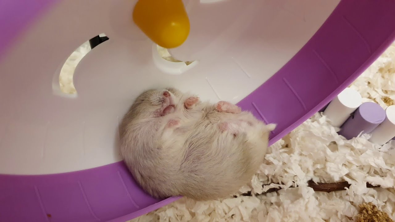 Cute fat hamster featuring (weird position?!) sleeping time