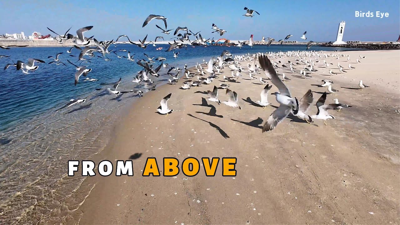 From Above: Winter Coast Seagulls | Cinematic Aerial