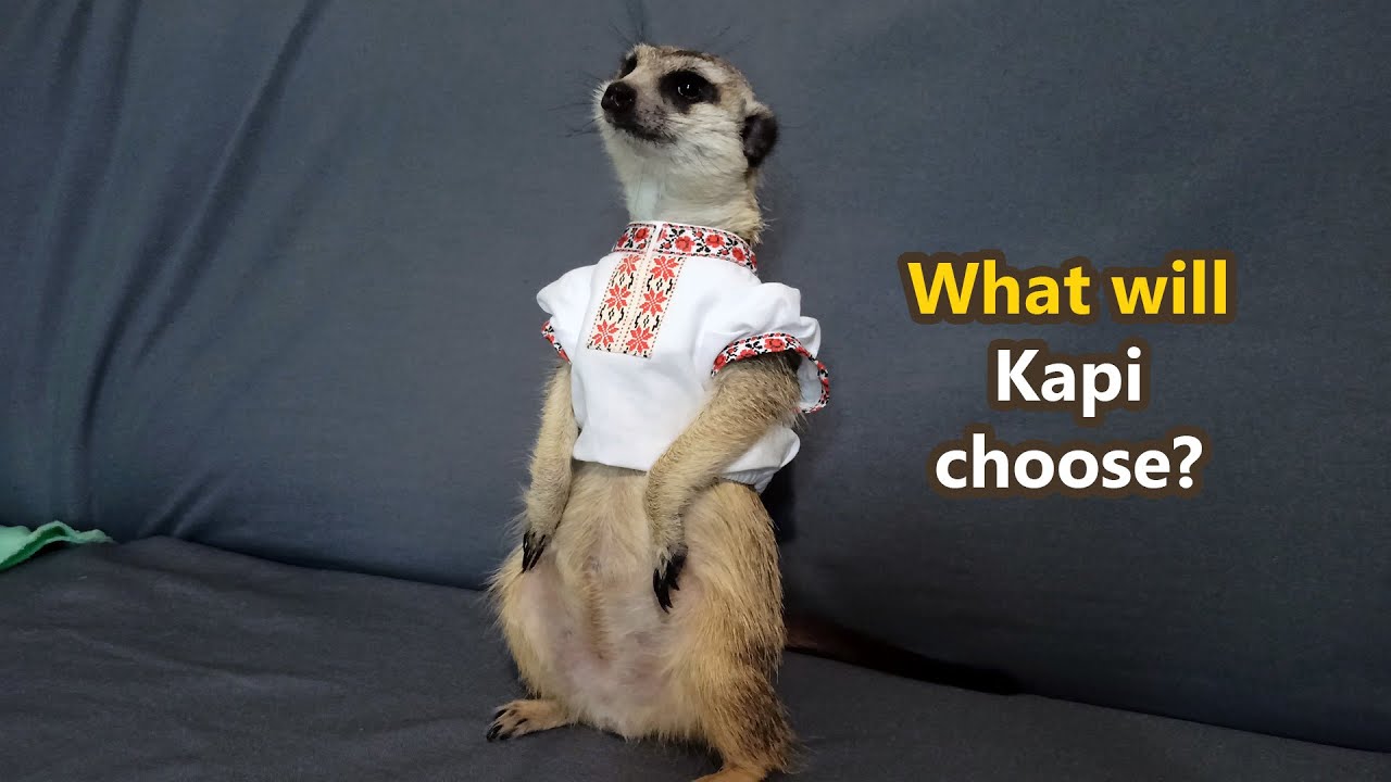 🐾 How Kapi Prepared for His Photoshoot: Meerkat and Embroidered Shirt! 😂✨ 