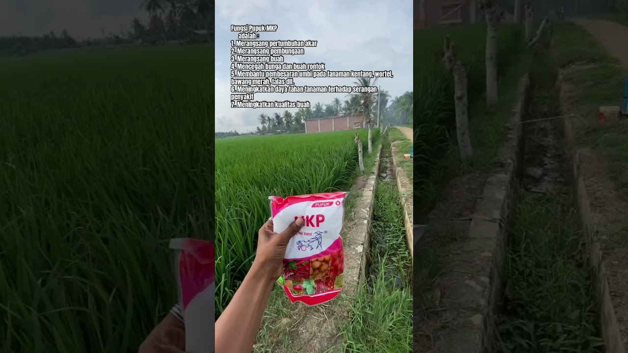 Mkp pak tani untuk padi