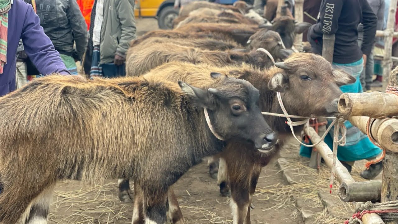 ২২/২/২৬/হাইব্রিড মহিষের বাচ্চা কিনুন কম দামে, পাঁচবিবি বাজার থেকে