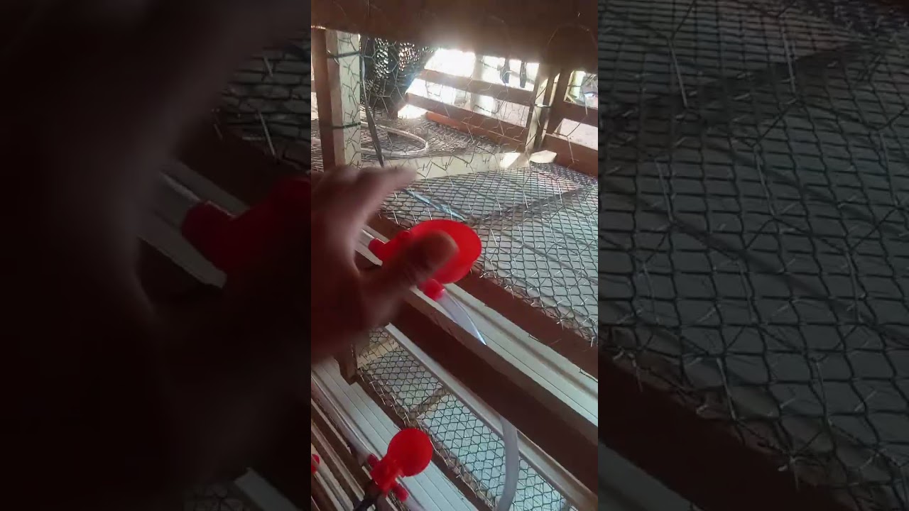 Projeto para 80 codornas ( ovos de consumo )