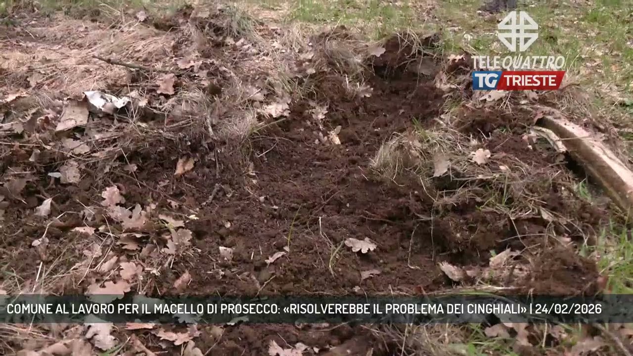COMUNE AL LAVORO PER IL MACELLO DI PROSECCO: «RISOLVEREBBE IL PROBLEMA DEI CINGHIALI» | 24/02/2026