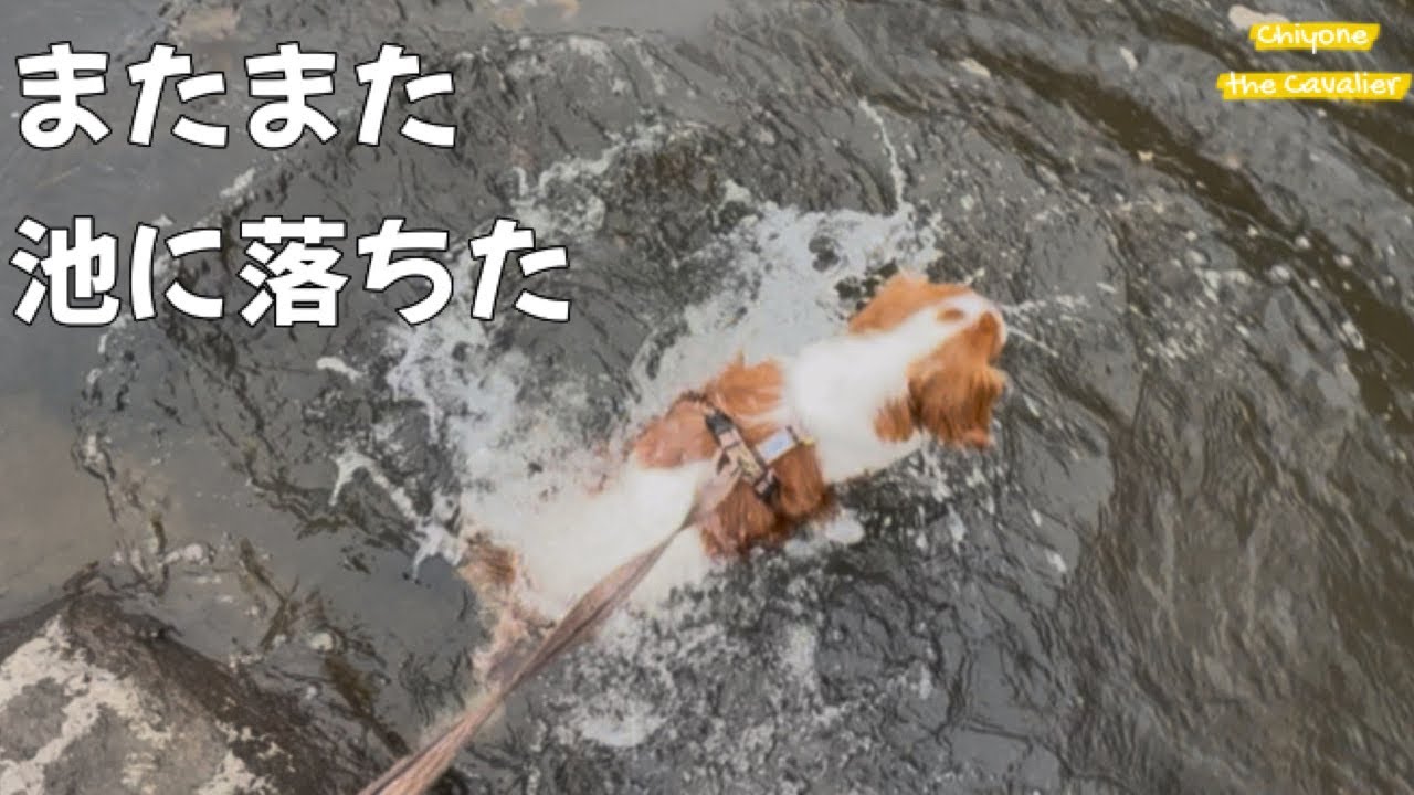 鳥への愛が強すぎて池に落ちる日もある(3日ぶり３回目)【北海道暮らし キャバリア ドライヤー風景】 - The puppy with falling into the pond 3rd times