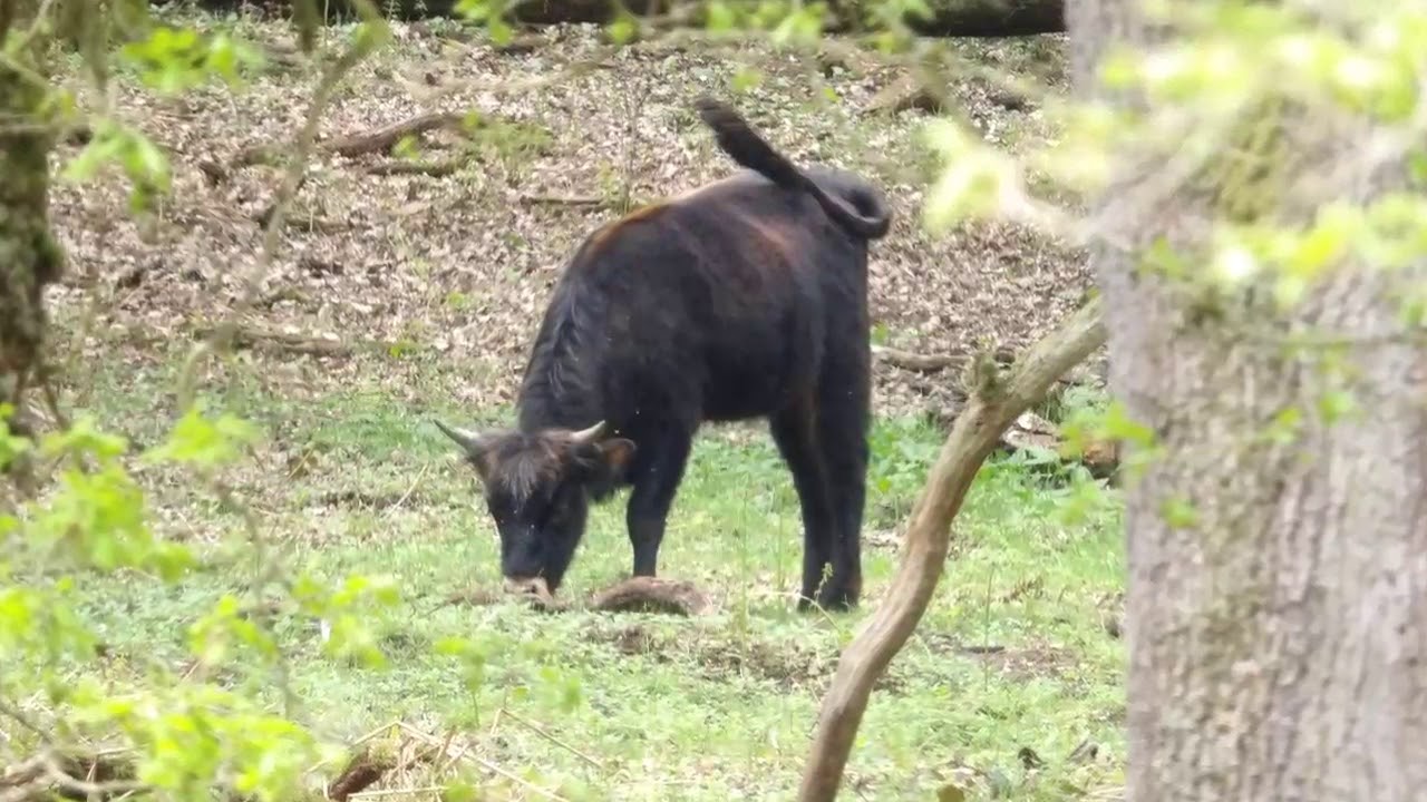 Der Hutewald Solling