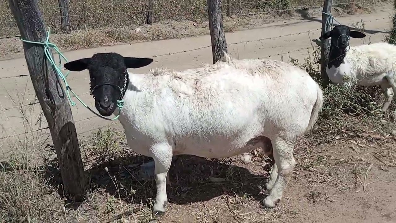 Dia de banho nas ovelhas 