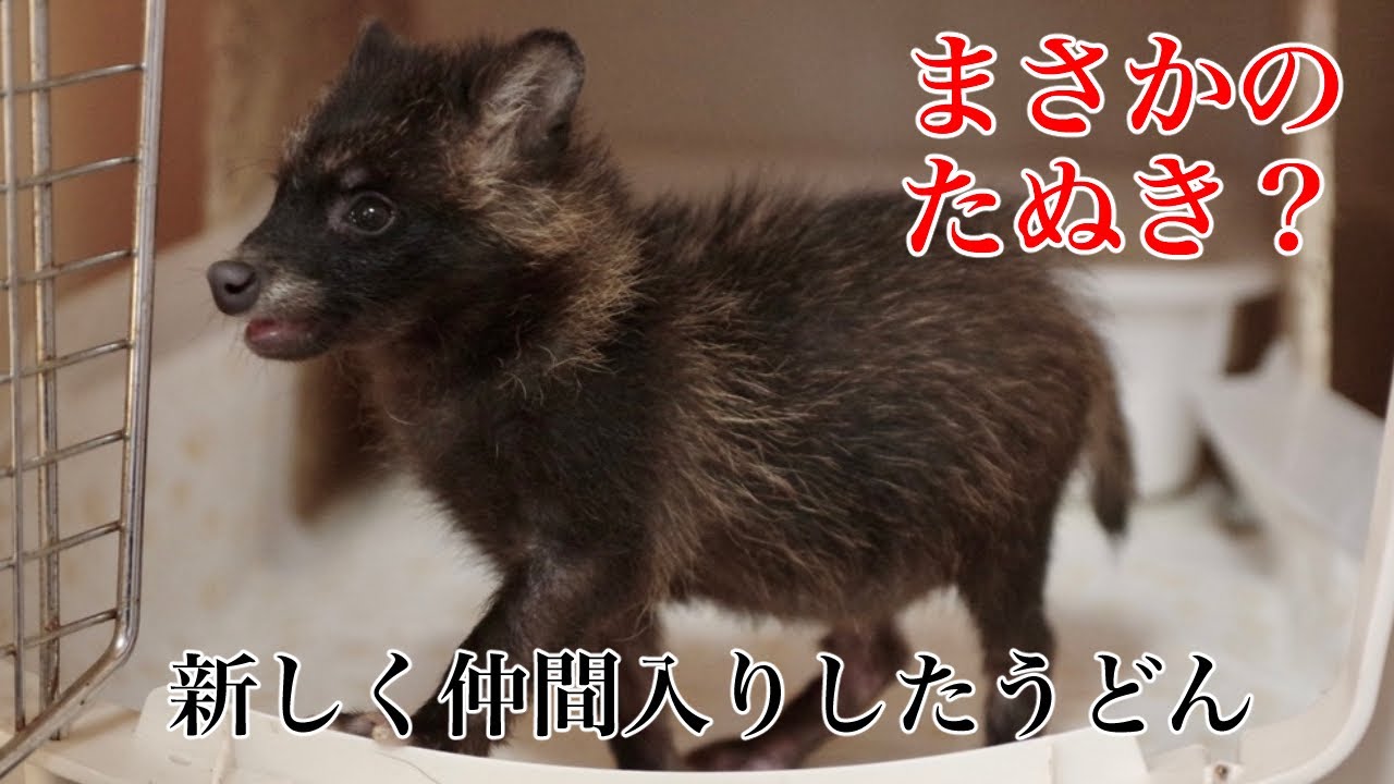 【保護たぬき】うどんがやってきた【レスキュー】