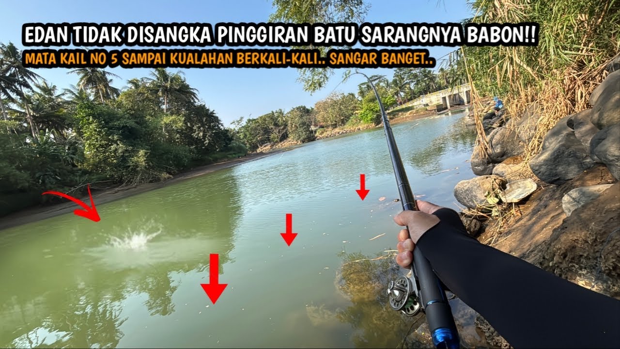 SPOT SEPOTENSIAL INI GAK ADA YANG MANCING!! Mancing ikan baby gt dan tarpon di sungai Bogowonto