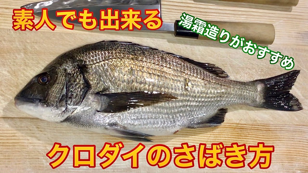 素人でも出来るクロダイ（チヌ）のさばき方【刺身　姿造り　湯霜　洗い】