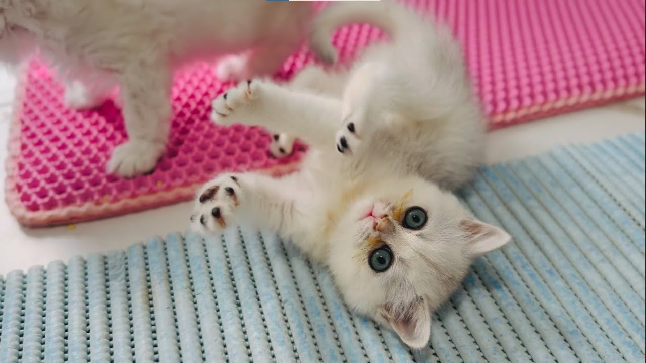 Обережно, надто мило! 🩷  Приєднуйтесь до нашої Кототерапії 😍
