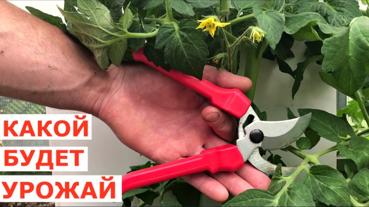 Когда ОБРЕЗАТЬ ЛИСТЬЯ у высокорослого ТОМАТА, чтобы получить РАННИЙ УРОЖАЙ?